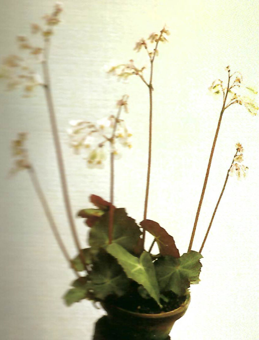 B. ‘Barken’
